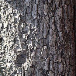 Nature Tree Trunk