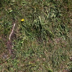 Nature Grass