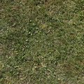 Nature Grass 010
