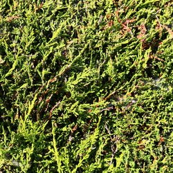 Nature Bushes