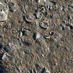 Sea Mud