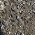 Sea Mud 009