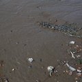 Sea Mud 001