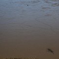 Sea Mud 003