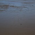 Sea Mud 004