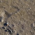 Sea Mud 007