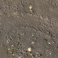 Sea Mud 008