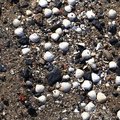 Sea Seashell 014