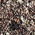 Sea Seashell 002