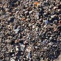 Sea Seashell 003