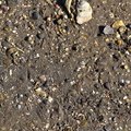 Sea Seashell 004