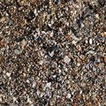 Sea Seashell 005