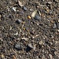 Sea Seashell 006