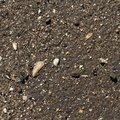 Sea Seashell 007