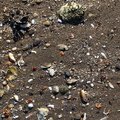 Sea Seashell 008