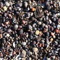 Sea Seashell 010