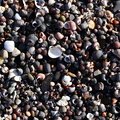 Sea Seashell 011