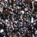 Sea Seashell 013