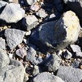 Sea Pebble 027
