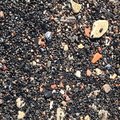 Sea Pebble 029