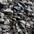 Sea Pebble 025
