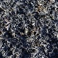 Sea Seaweed 016