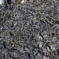 Sea Seaweed 017