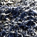Sea Seaweed 018