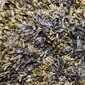 Sea Seaweed 002