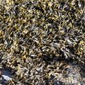 Sea Seaweed 003