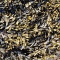 Sea Seaweed 004