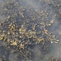 Sea Seaweed 005