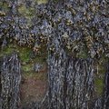 Sea Seaweed 006
