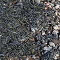 Sea Seaweed 007