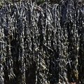 Sea Seaweed 008
