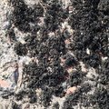 Sea Seaweed 010