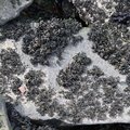 Sea Seaweed 011