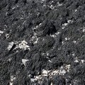 Sea Seaweed 012