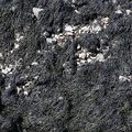 Sea Seaweed 013