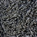 Sea Seaweed 014