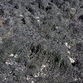 Sea Seaweed 015