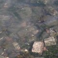 Debris Seaside 031