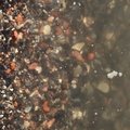 Debris Seaside 033