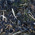 Debris Seaside 021