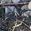 Debris Seaside 022