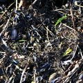 Debris Seaside 023