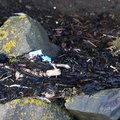 Debris Seaside 024