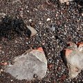 Debris Seaside 025