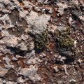 Debris Seaside 026