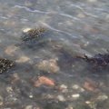 Debris Seaside 027